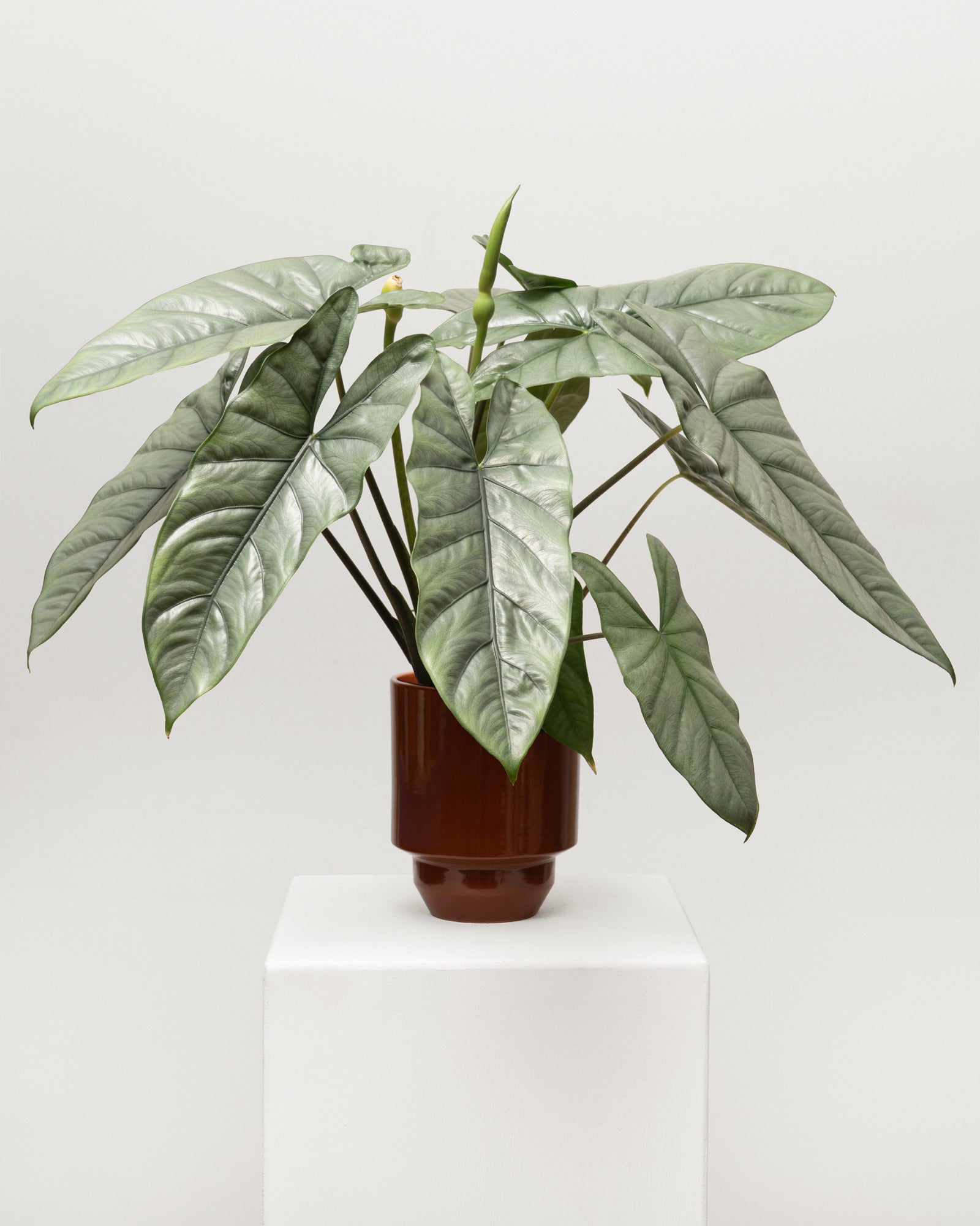 Efeutute (Epipremnum aureum)  Calienna