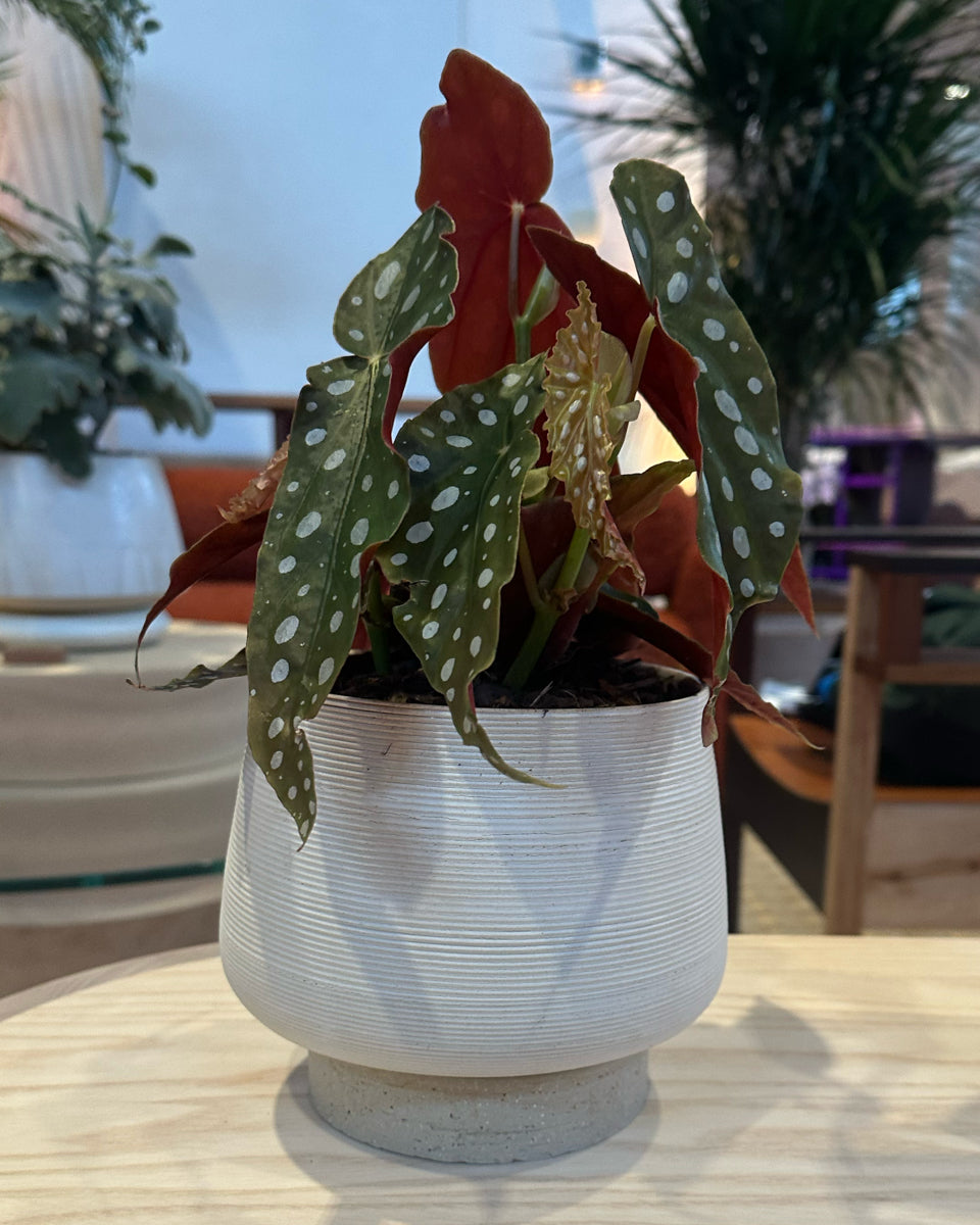 Vessel #16 + Begonia maculata ‘wightii’