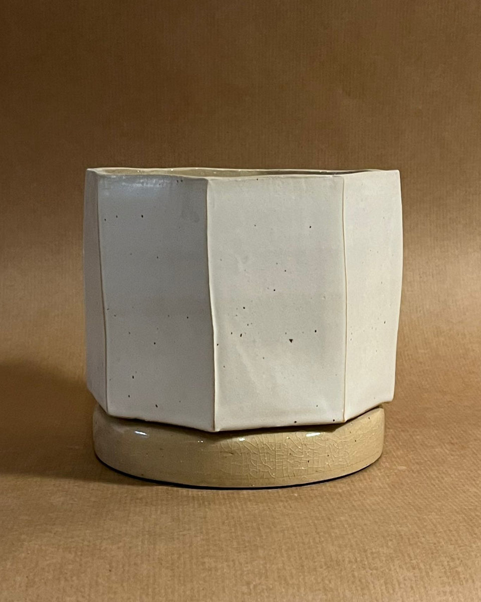 Vessel #2 – Alocasia scalprum