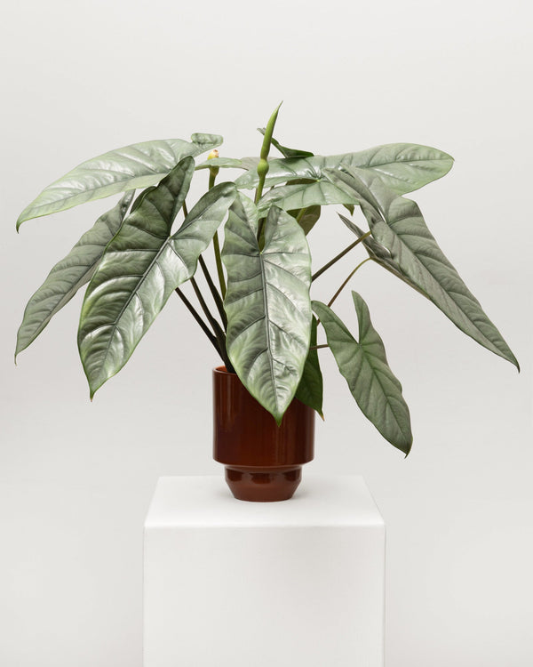 Peperomia obtusifolia