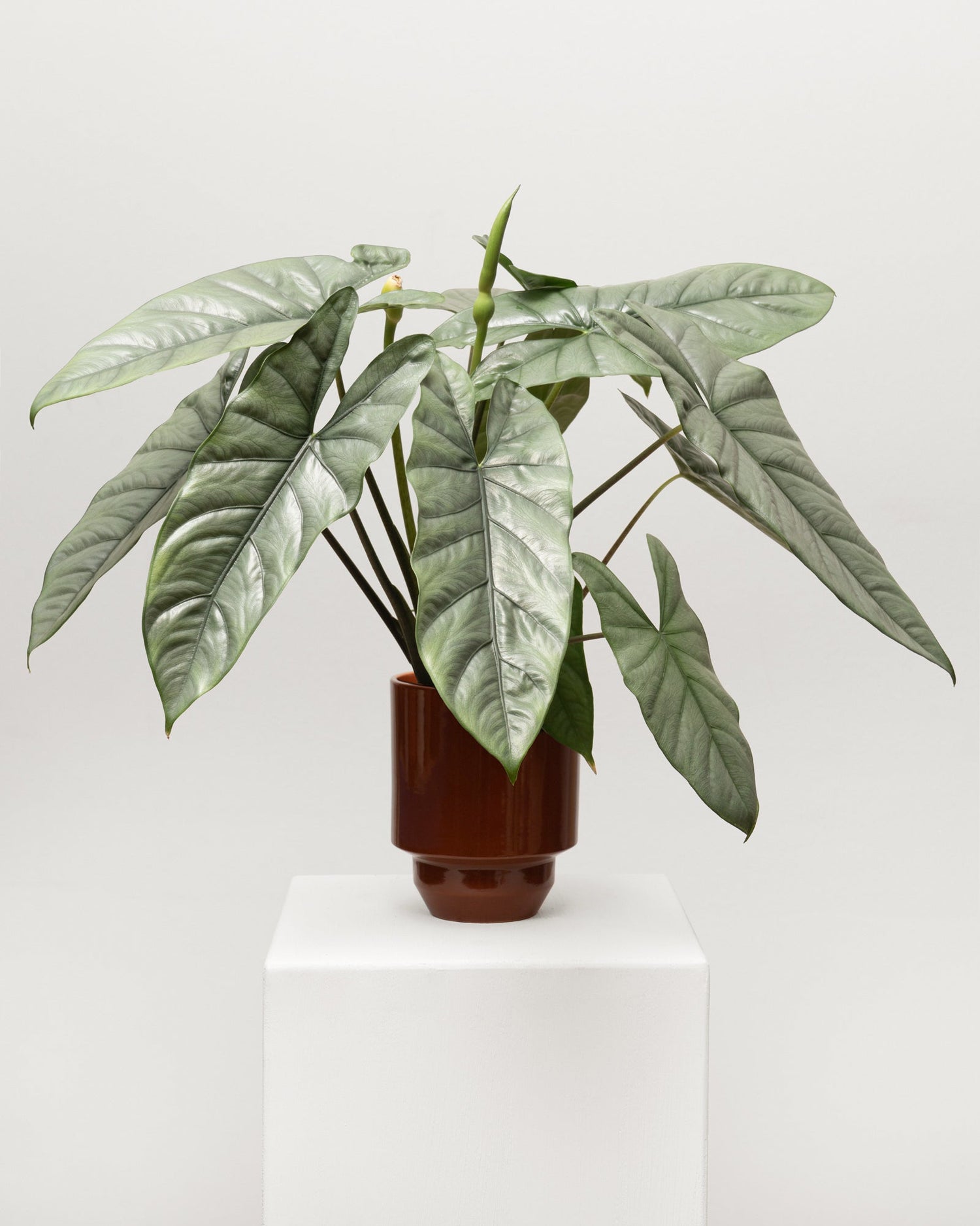 weihnachtsstern pflanze künstlich Künstlicher Weihnachtsstern Poinsettia rot-grün kaufen main image 0