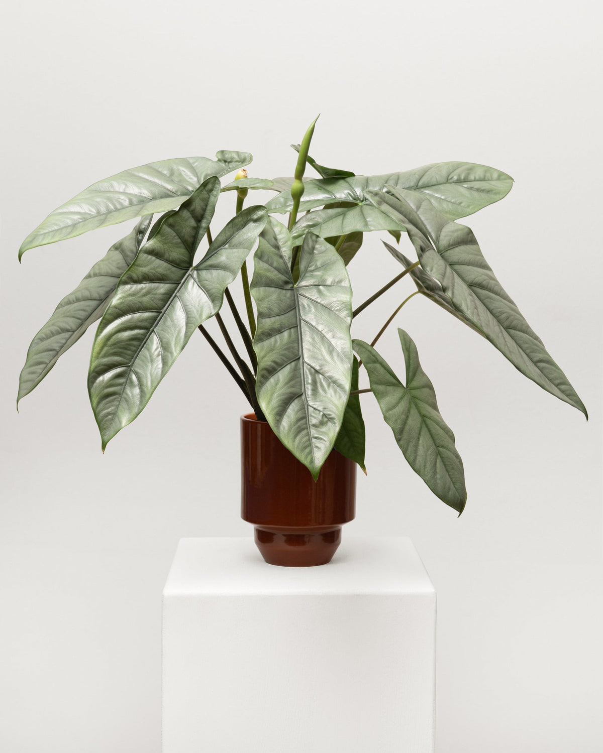 Schefflera arboricola