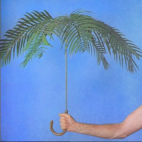 CALICUTS #1: THE SANSEVIERIA SESSIONS