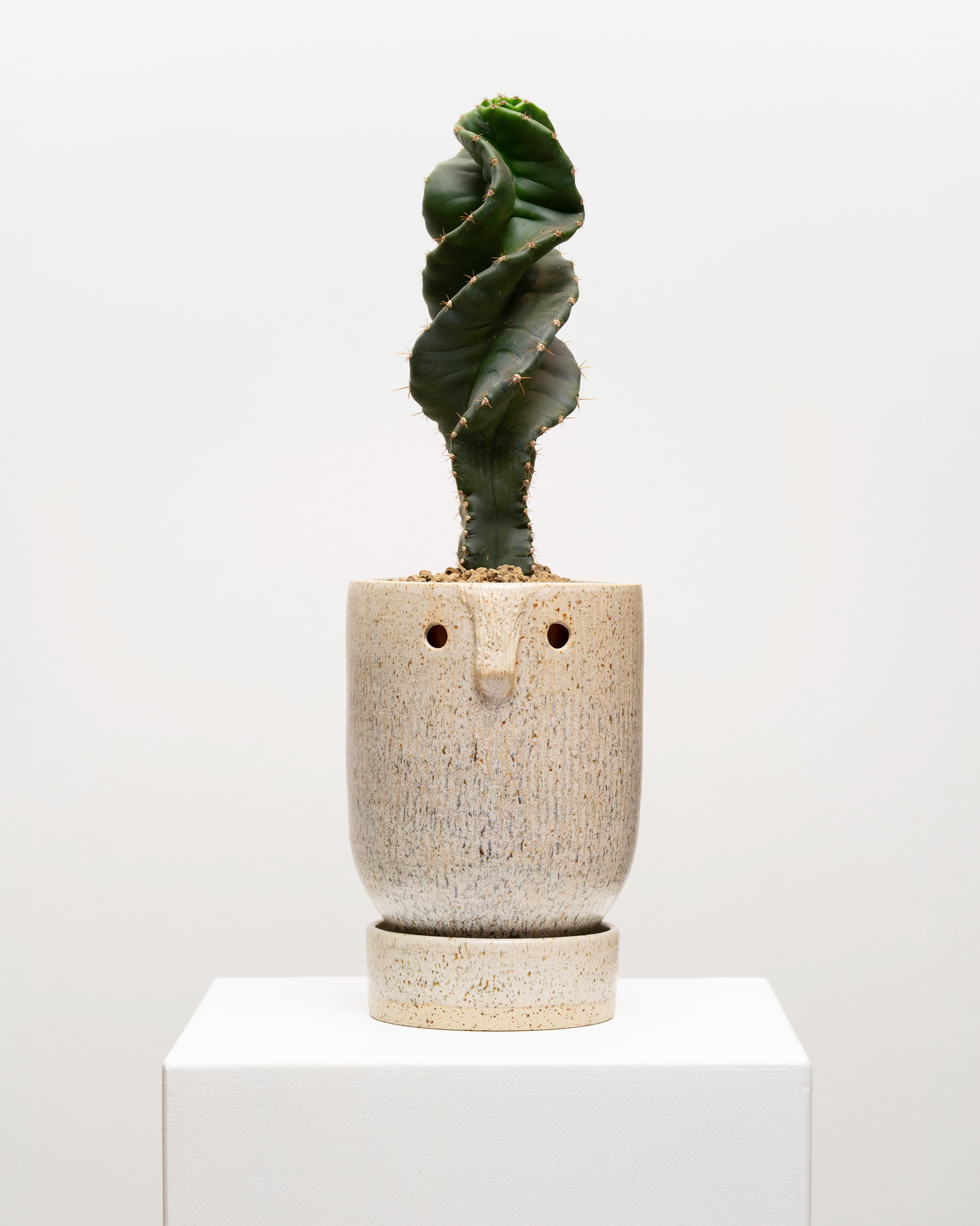 Wild Thing 6