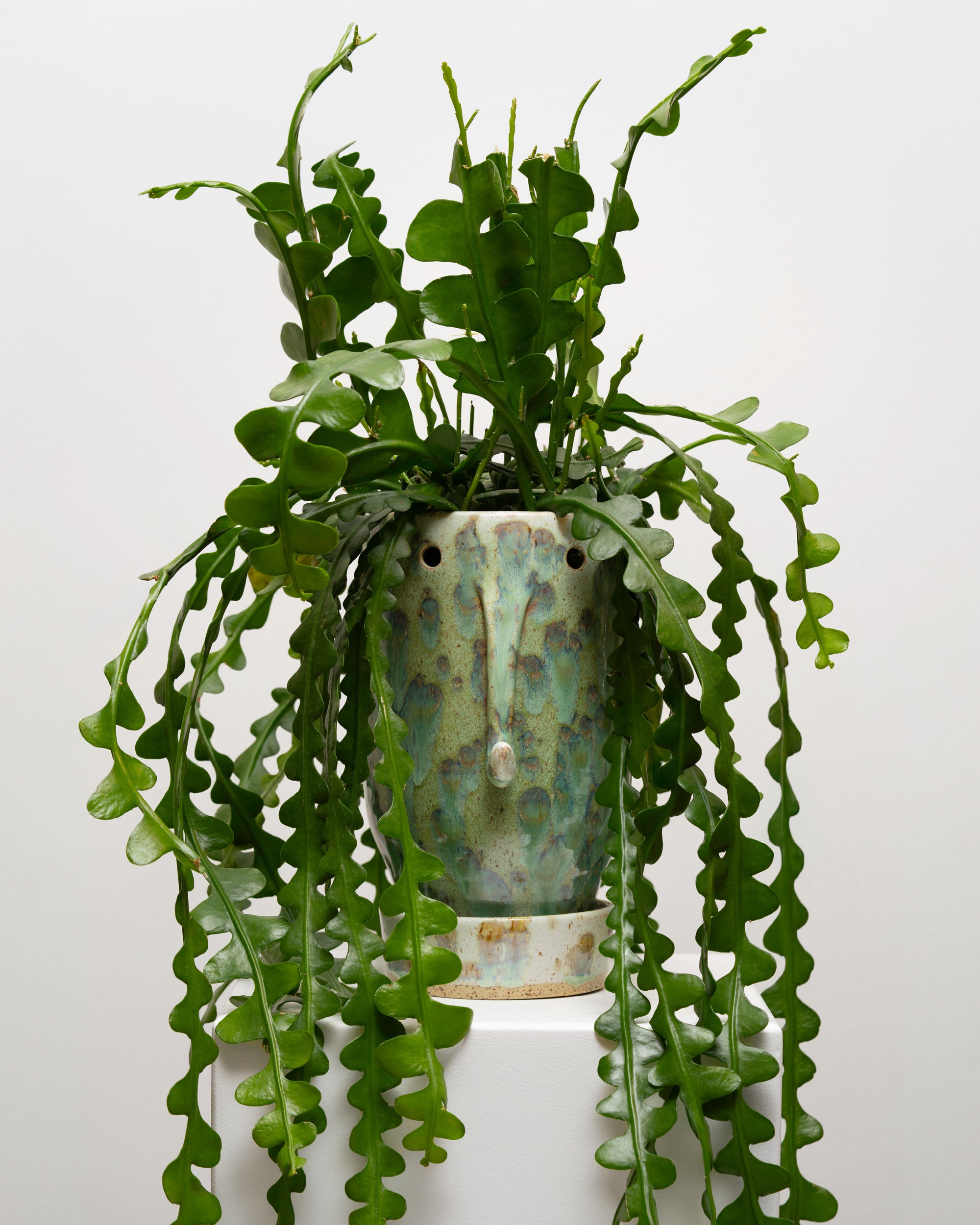Wild Thing 7
