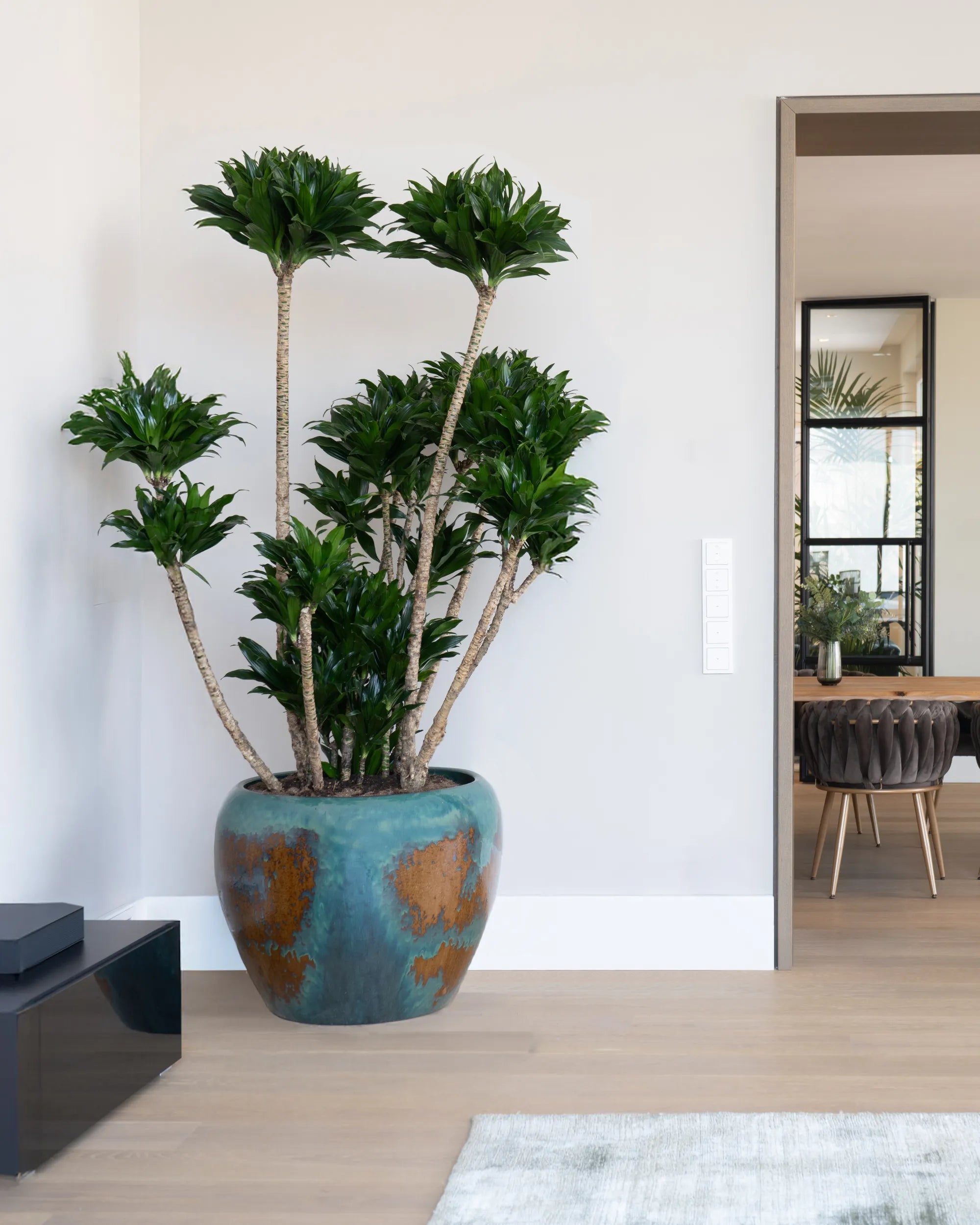Große Statement-Pflanze von Calienna in Wien: mehrstämmige Dracaena in glasiertem Keramiktopf im Eingangsbereich.