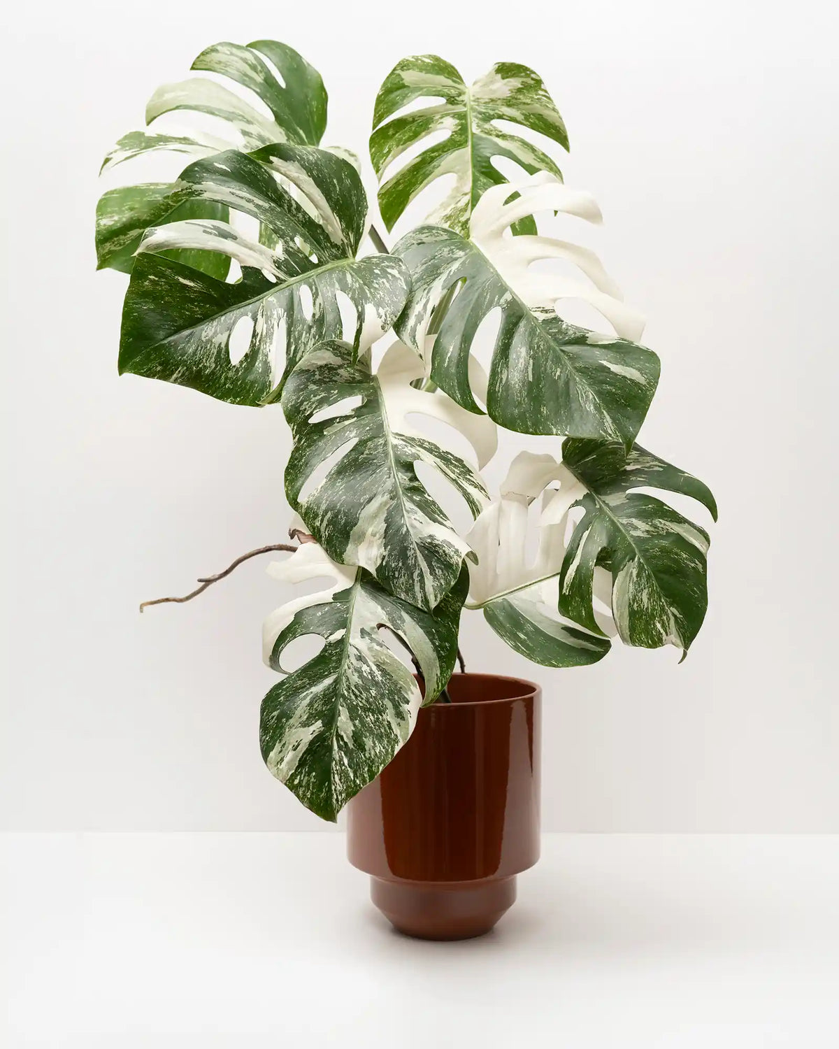 Variegierte Pflanze bei Calienna in Wien: Monstera deliciosa Variegata mit cremeweißer Blattzeichnung.