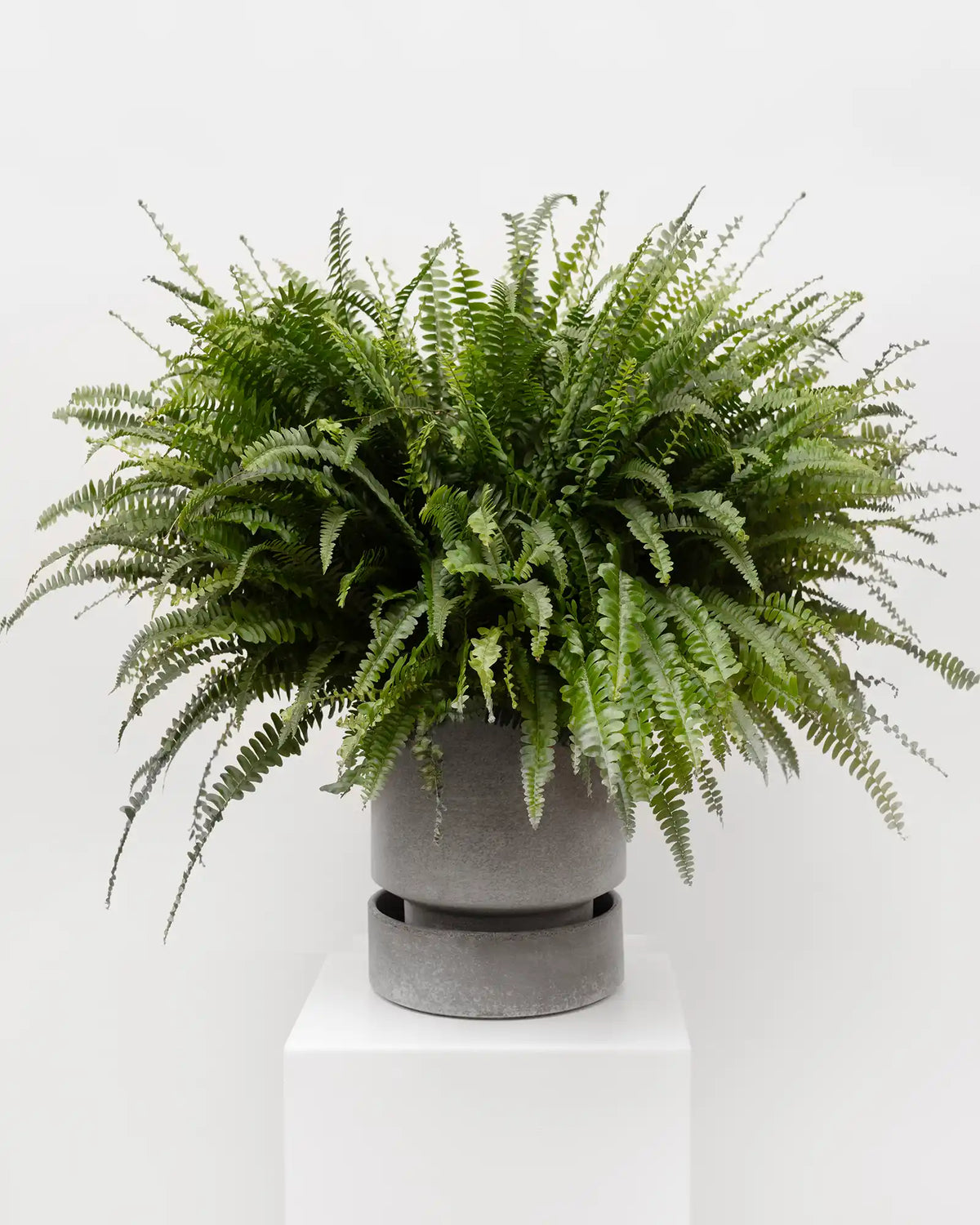 Haustierfreundliche Pflanze bei Calienna in Wien: buschiger Nephrolepis Green Lady Farn, unbedenklich für Haustiere.