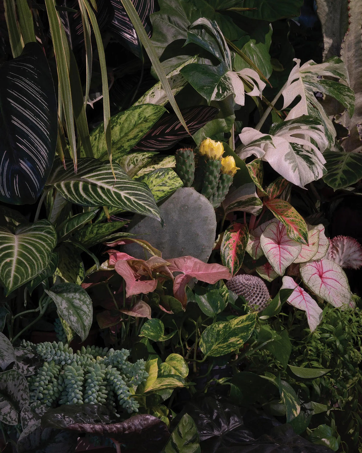 Pflanzengeschäft Wien: vielfältige Sammlung aus Calathea, Kaktus und Caladium bei Calienna in der Neubaugasse.