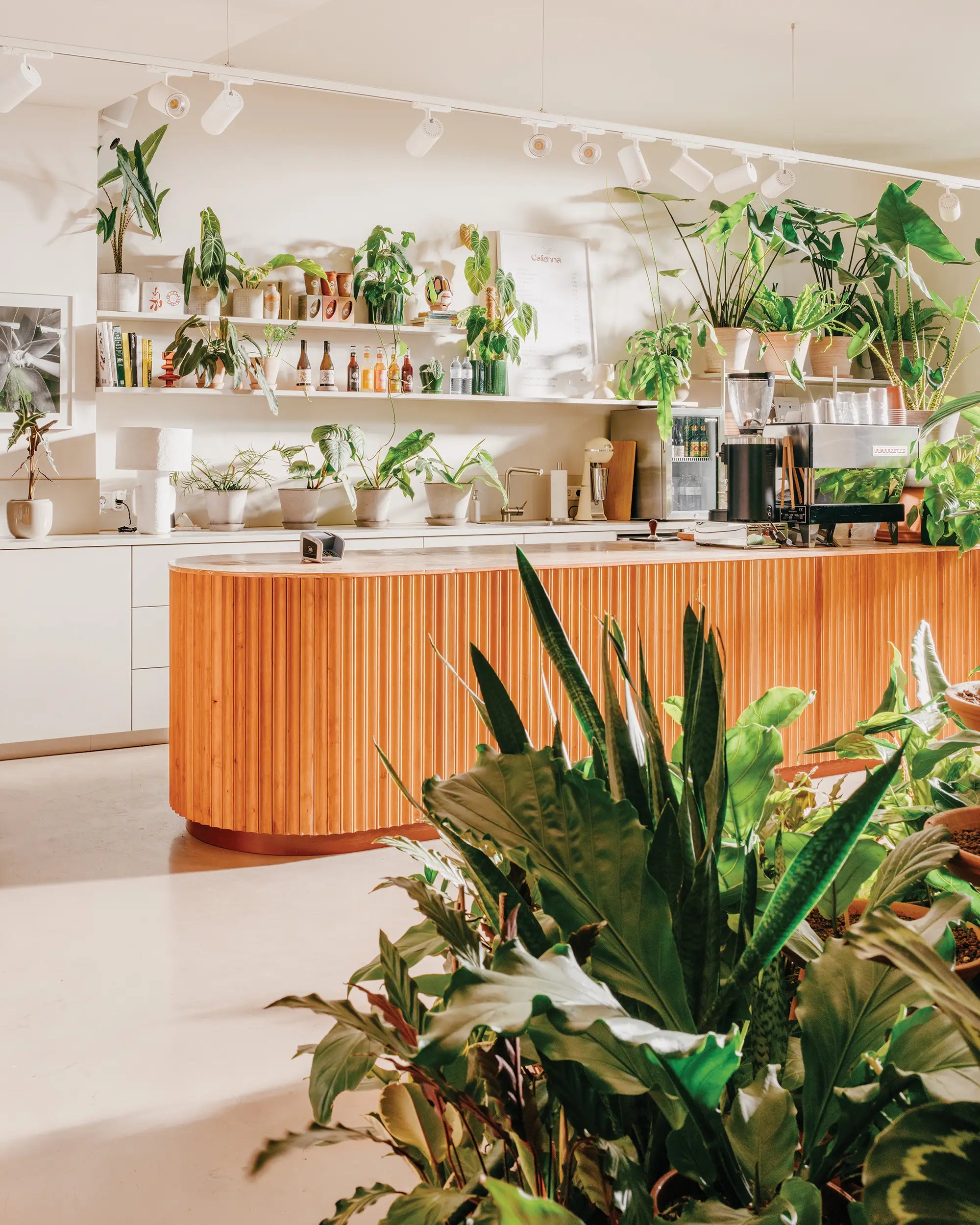 Cafétheke im Calienna Pflanzengeschäft in Wien: gerippte Holztheke mit Kaffeemaschine, umgeben von Bogenhanf und großblättrigen Zimmerpflanzen.