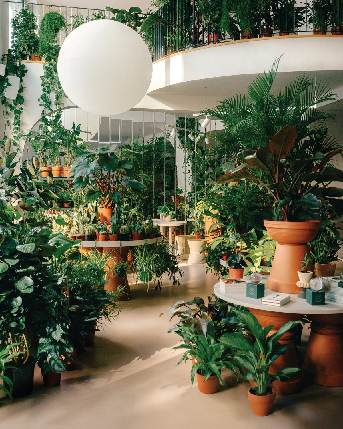Innenansicht des Calienna Pflanzengeschäfts in Wien: dichte Pflanzenauswahl auf zwei Ebenen, Kentia-Palme und Philodendron im Vordergrund.