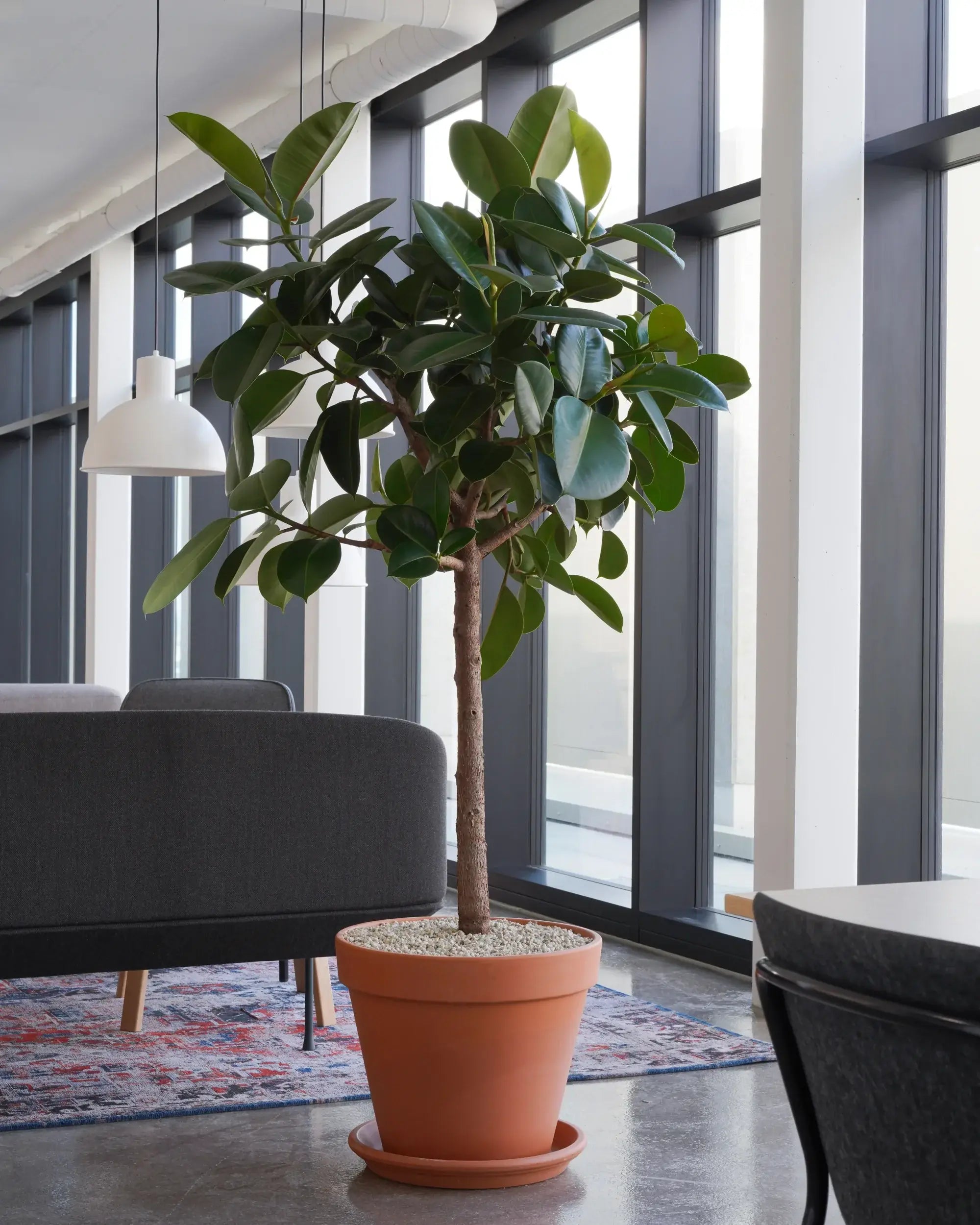 Terrakottatopf von Calienna in Wien: großer Ficus elastica 'Abidjan' im klassischen Terrakottatopf.