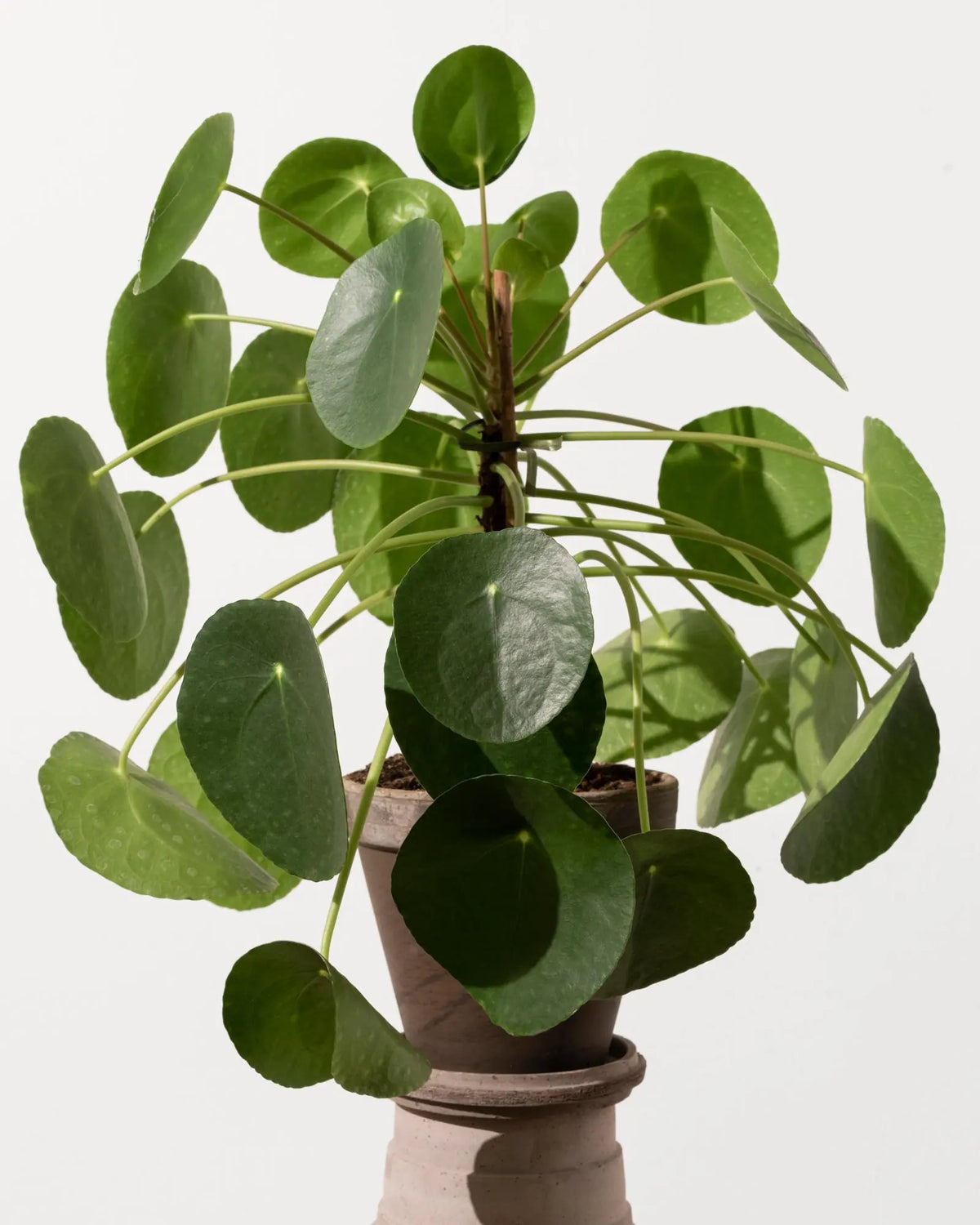 Pflegeleichte Pflanze bei Calienna in Wien: Pilea peperomioides mit runden, tellerförmigen Blättern.