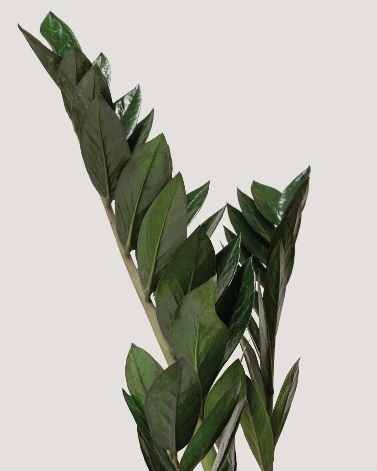 Pflanze für dunkle Standorte bei Calienna in Wien: dunkelblättrige Zamioculcas zamiifolia, ideal für schattige Ecken.